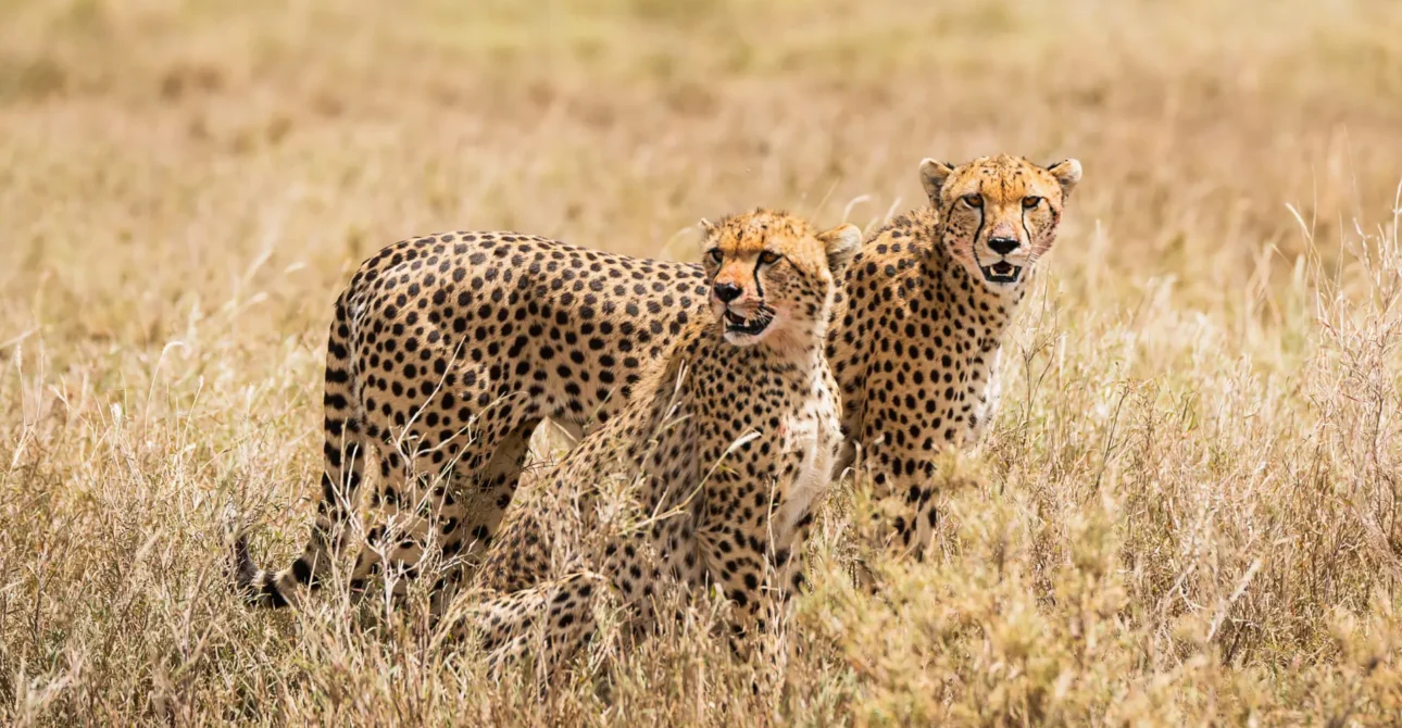 Serengeti National Park: The Ultimate Safari Destination