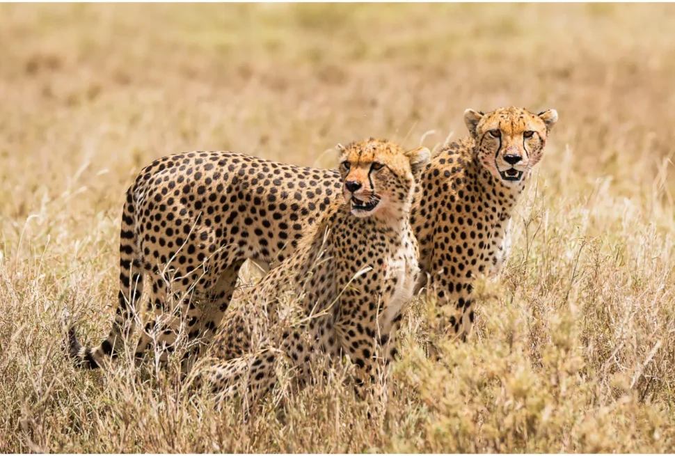 Serengeti National Park The Ultimate Safari Destination