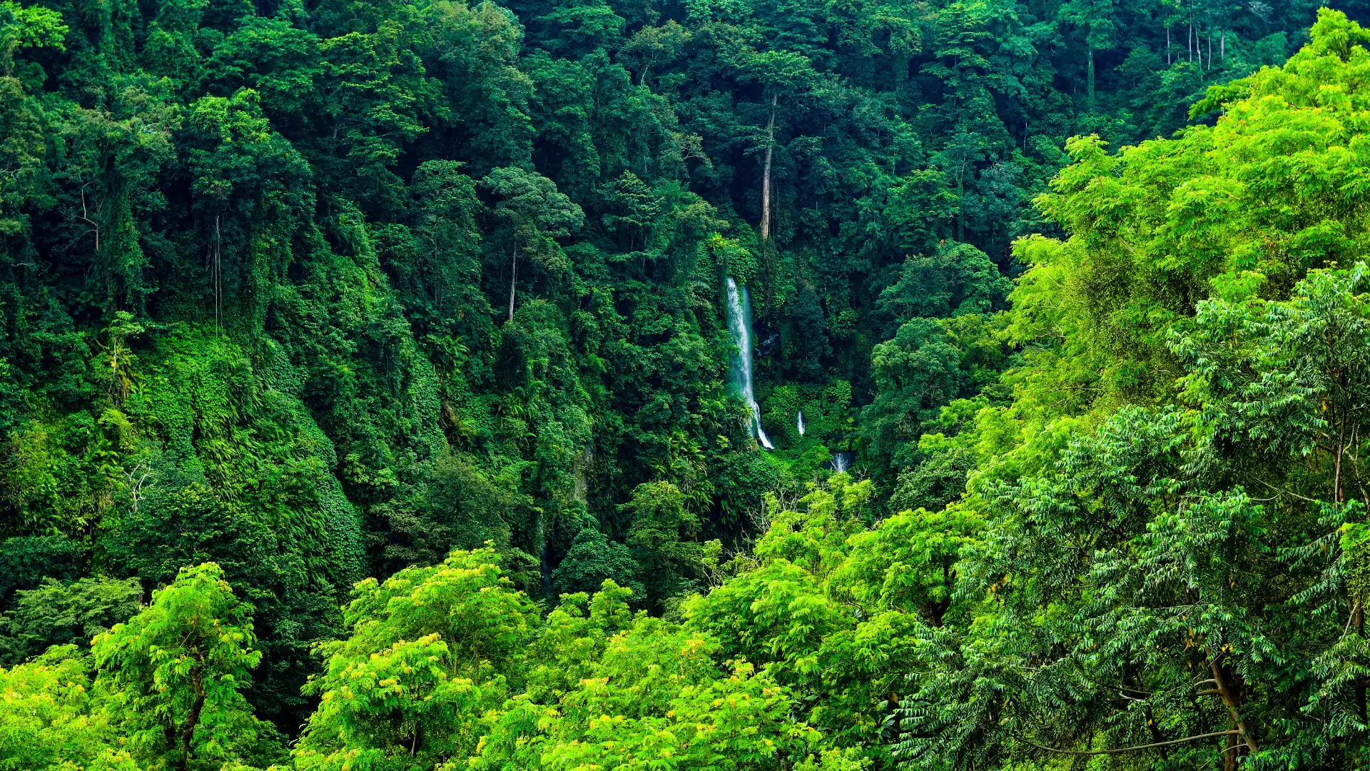 Tanzania’s Wildlife Conservation Efforts Preserving Nature’s Bounty