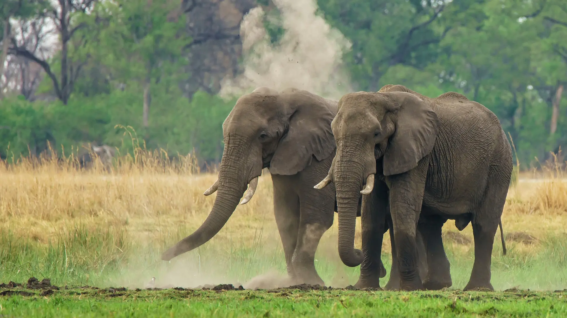 Tarangire National Park Tanzania’s Hidden Gem