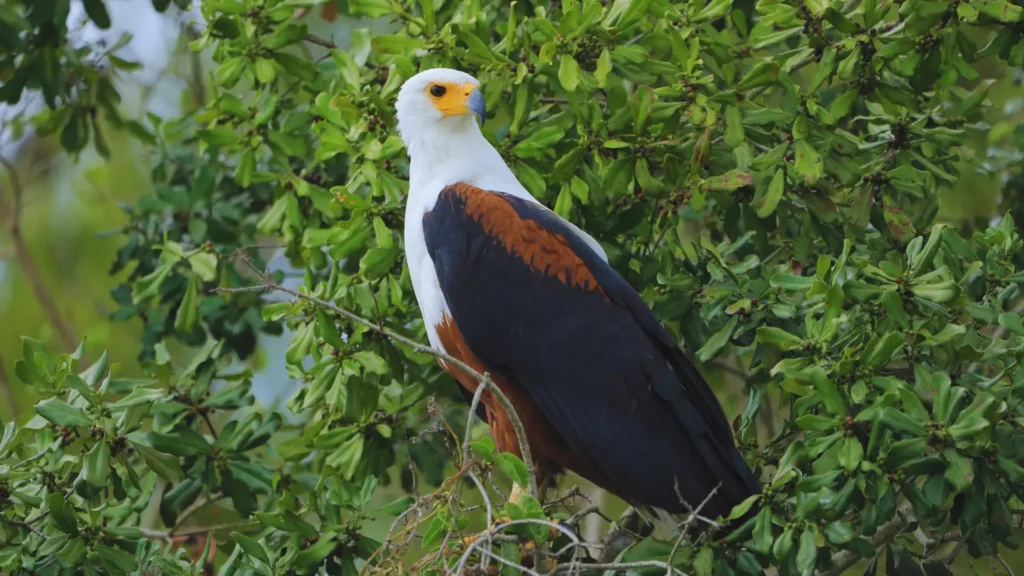 Uganda’s Birding Paradise A Haven for Avian Enthusiasts