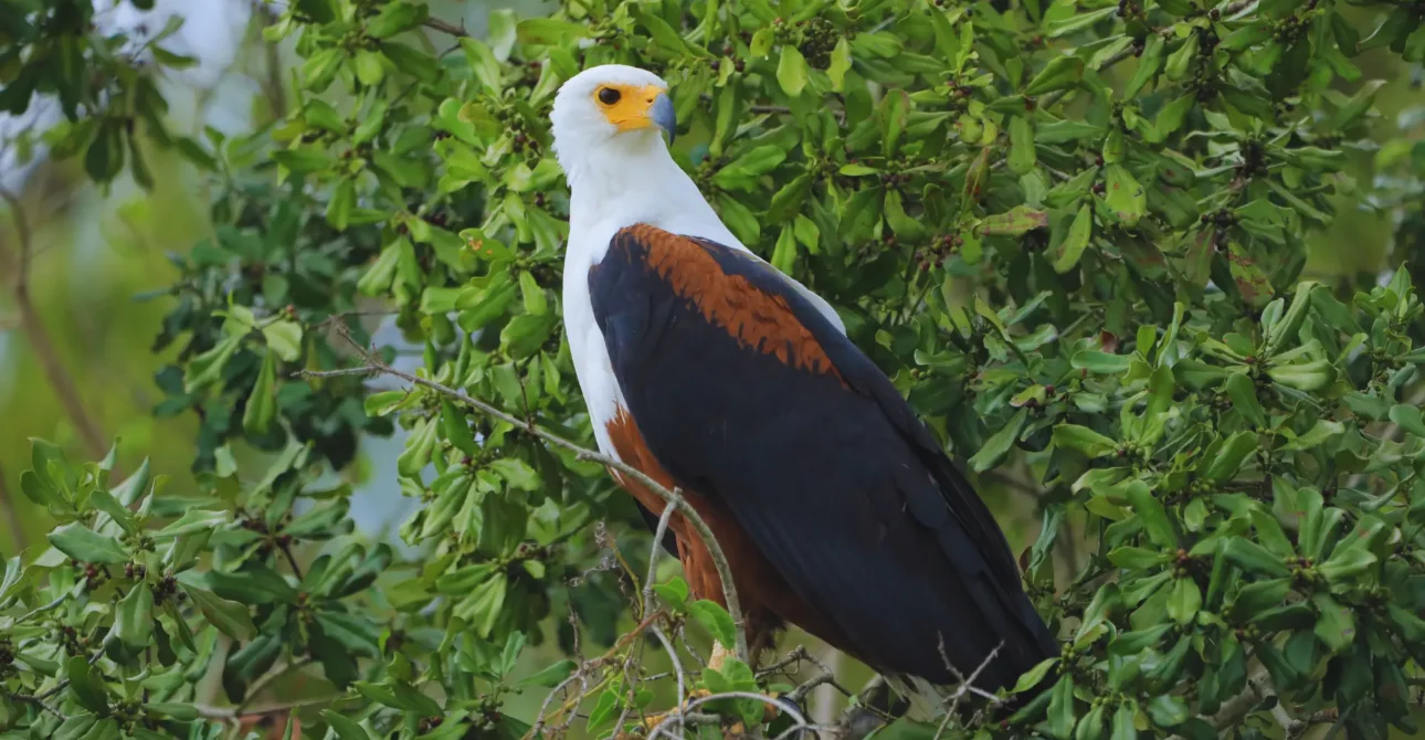 Uganda’s Birding Paradise: A Haven for Avian Enthusiasts