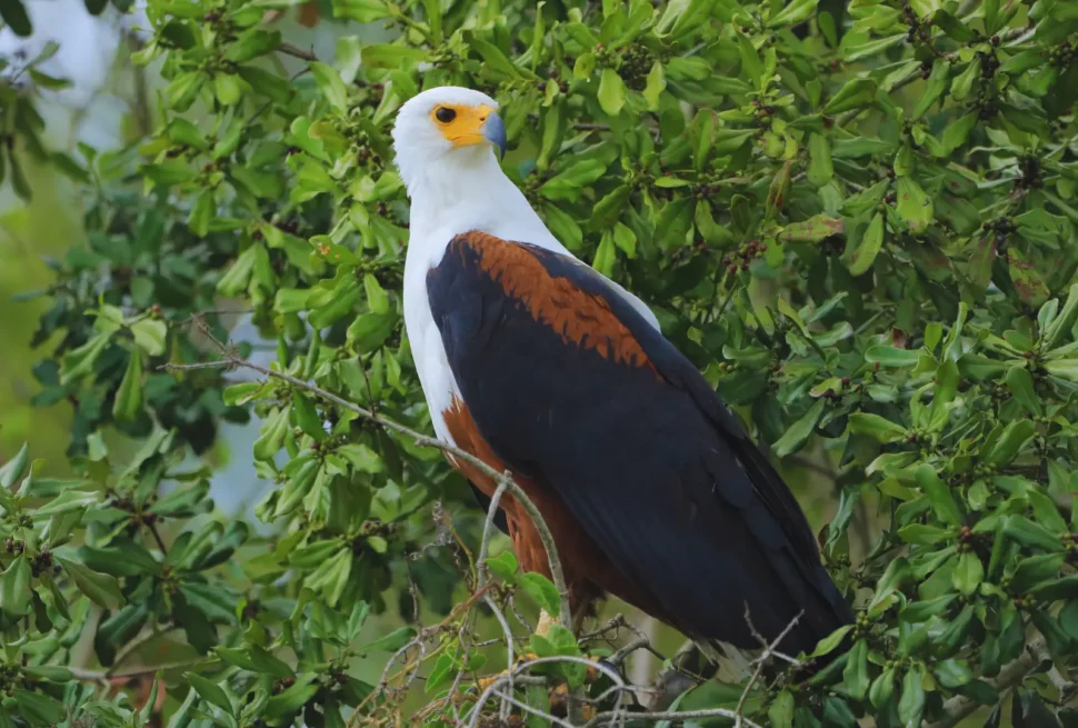 Uganda’s Birding Paradise A Haven for Avian Enthusiasts