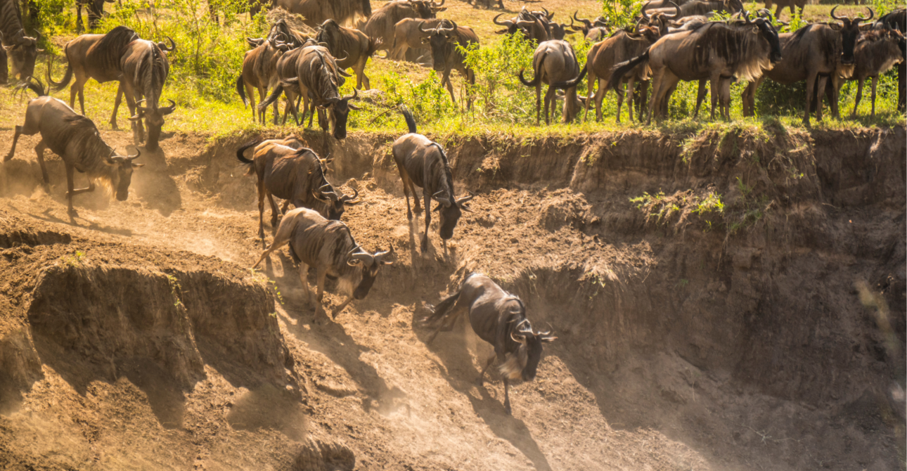 5-Day Wildebeest Migration Expedition: Safari Experience