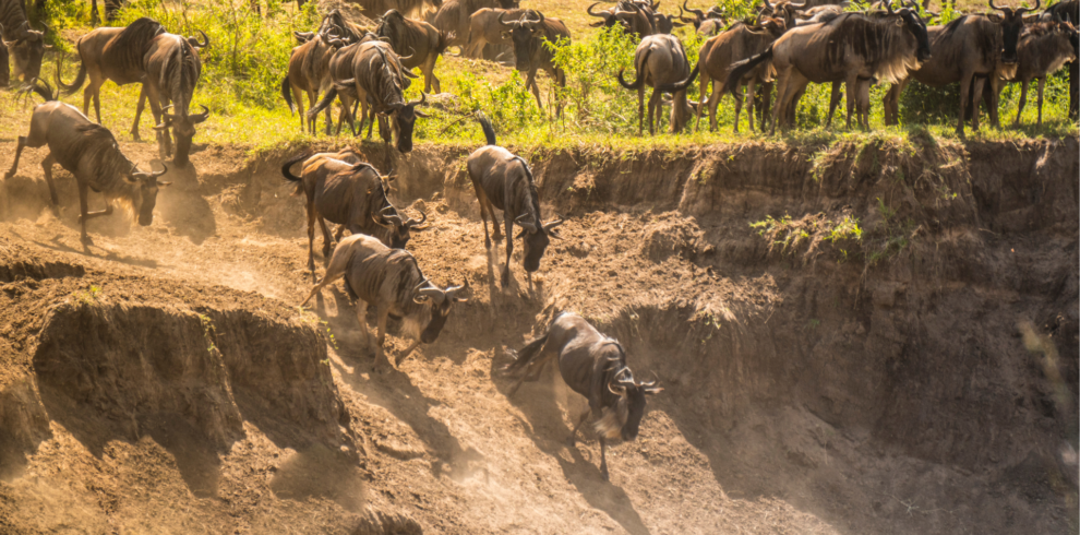 Wildebeest Migration Expedition