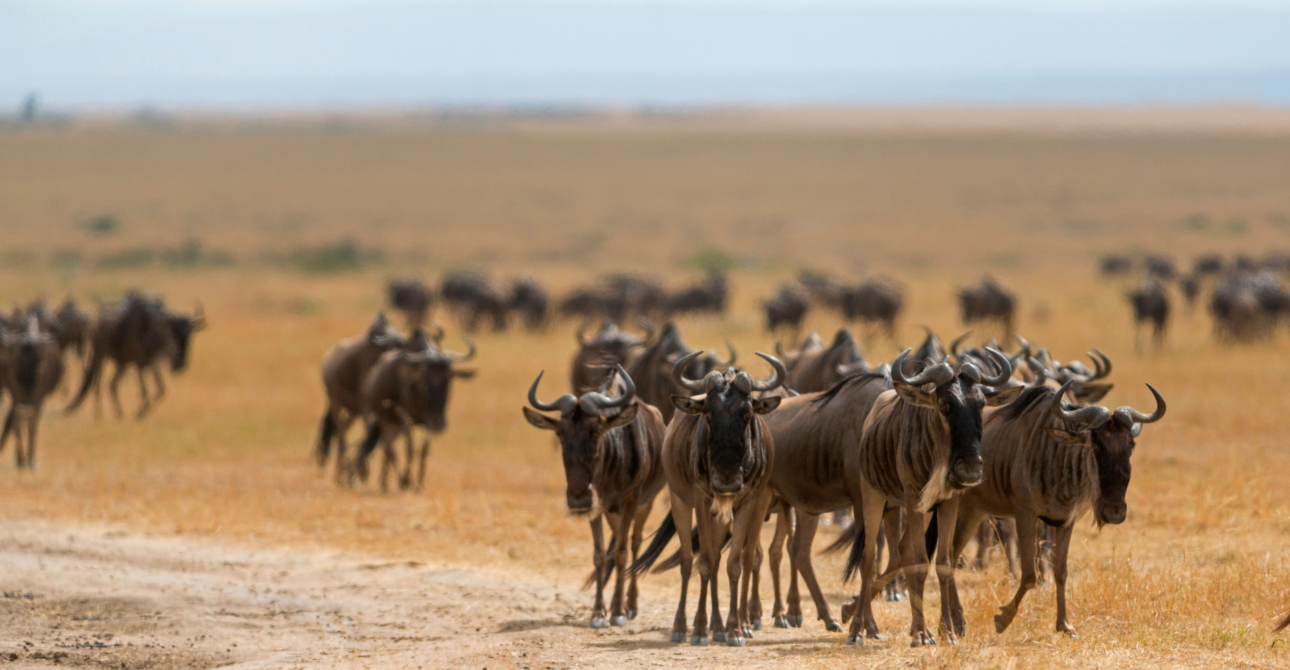 3-Day Migration Marvel: Wildebeest Migration Safari
