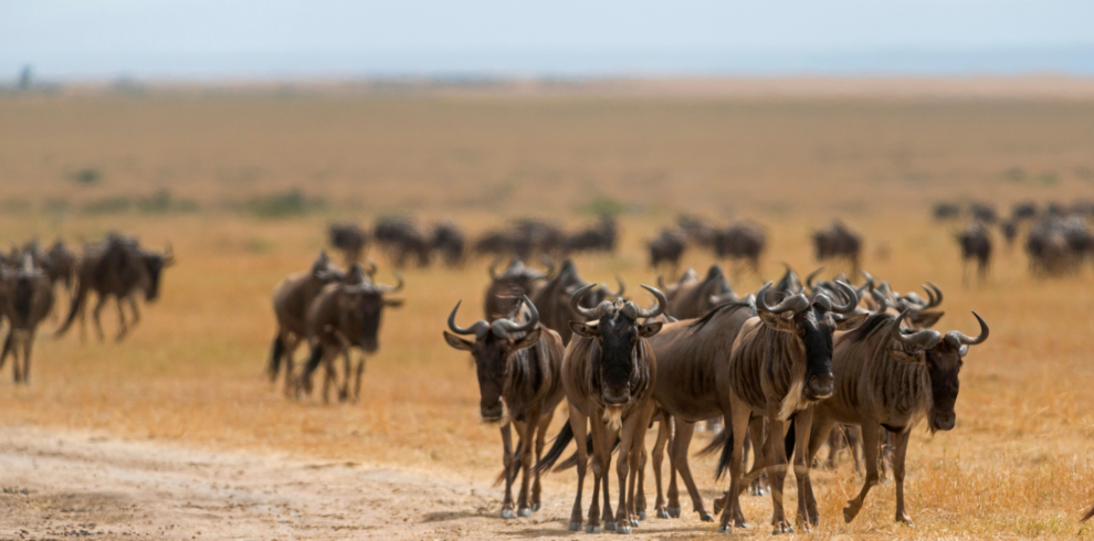 Wildebeest Migration in Kenya