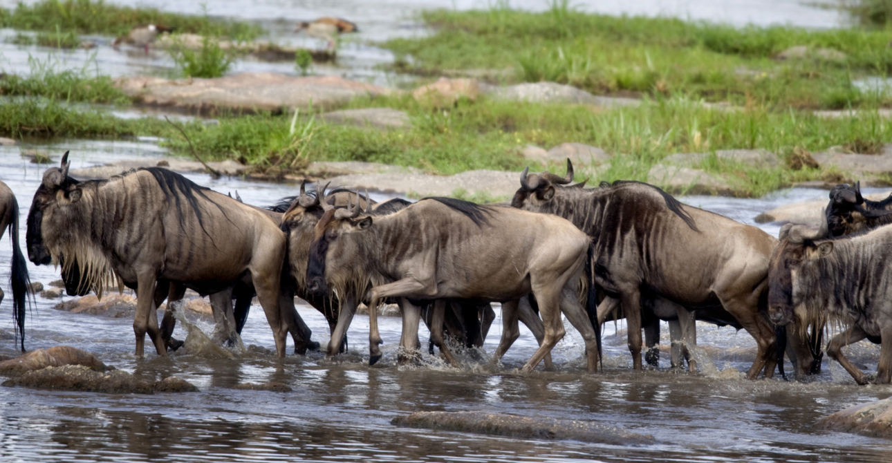 3-Day Migration Spectacle Safari: Great Wildebeest Migration Experience