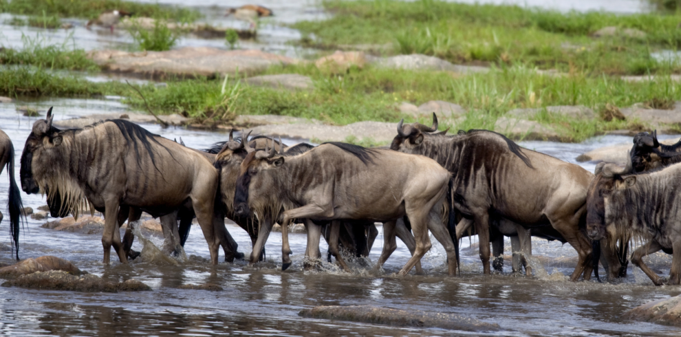 Wildebeest Serengeti National Park-Serengeti-Tanzania Africa