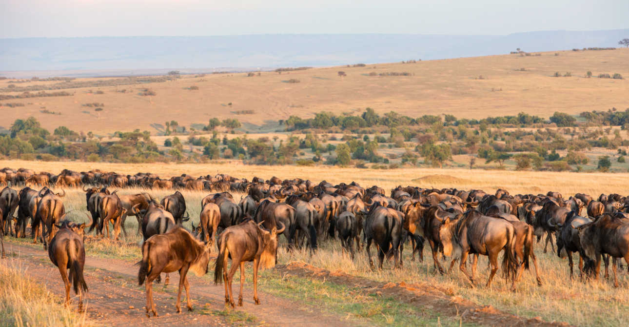 9-Day Wildebeest Migration Marvel: Great Wildebeest Migration Safari