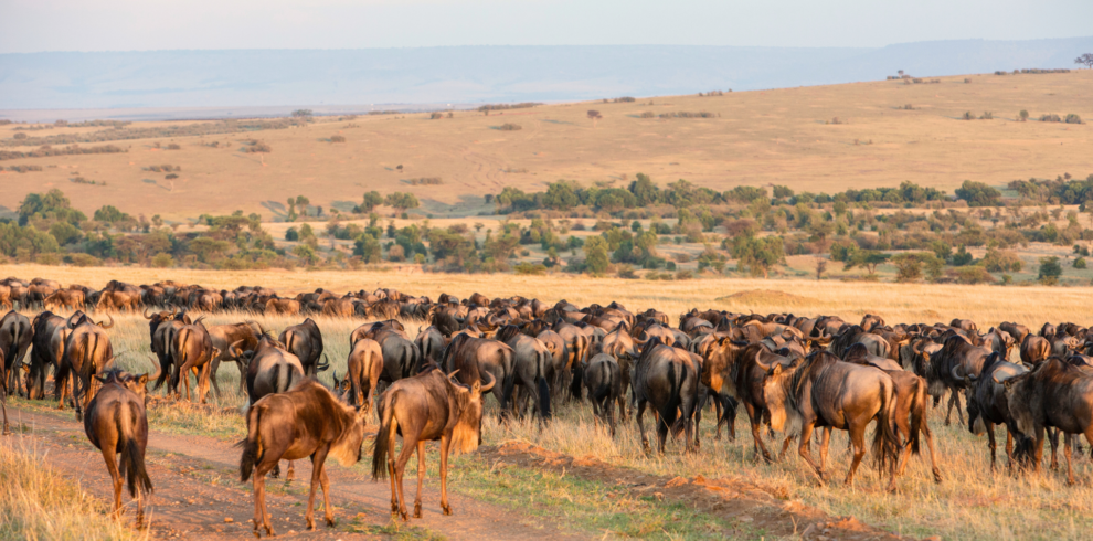 Wildebeests in beautiful morning light before migration, Tarangire, Serengeti, Tanzania