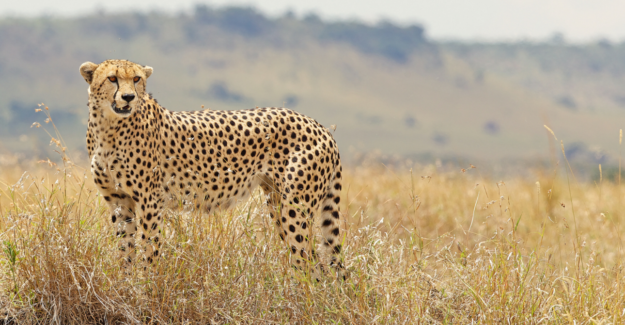 7-Day Ultimate Tanzania Adventure: Serengeti, Ngorongoro, and Tarangire Safari
