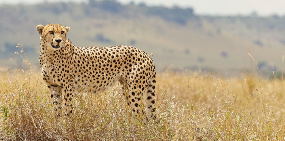 Wildlife Cheetahs at Tarangire, Serengeti National Park, Tanzania