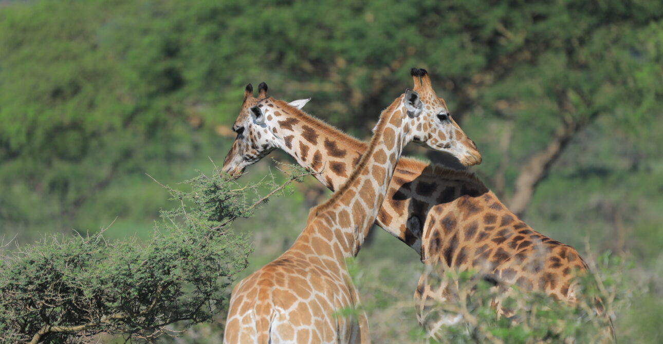 5-Day Rwanda Wilderness Safari: Wildlife Exploration