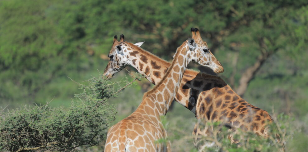 Wildlife Giraffes, Akagera National Park, Rwanda