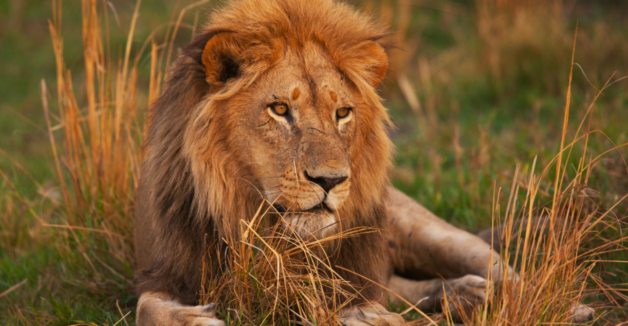 4-Day Northern Circuit Safari: Wildlife Safari