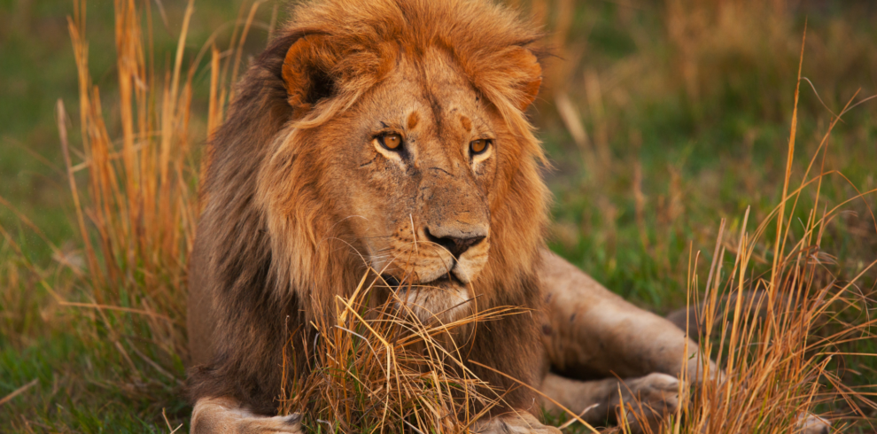 Wildlife at Serengeti, Tarangire National Park, Tanzania