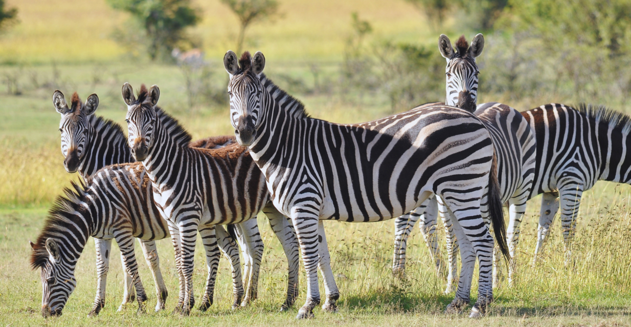 9-Day Rwanda Wilderness Escape: Wildlife Safari