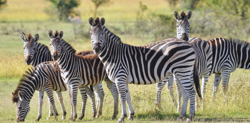 Zebras at Akagera National Park, Rwanda