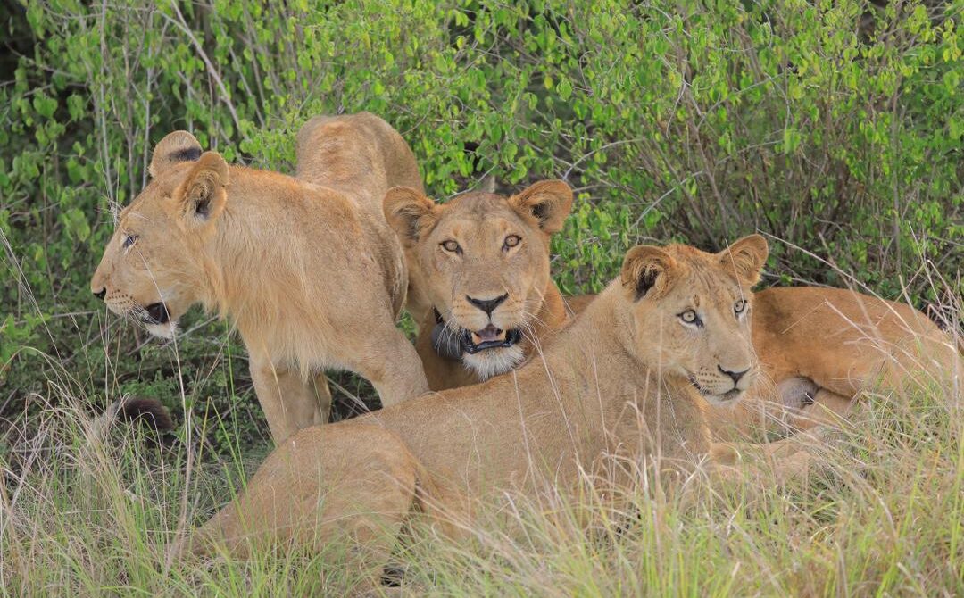 3-Day Queen’s Realm Safari: Wildlife Expedition with Experiential Lion Tracking