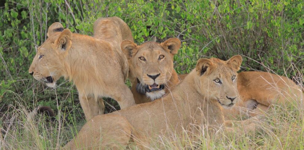 a picture of lions surrounding each other