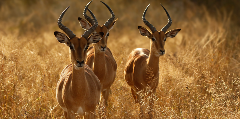 Antelope wildlife nature Africa safari, Akagera National Park, Rwanda