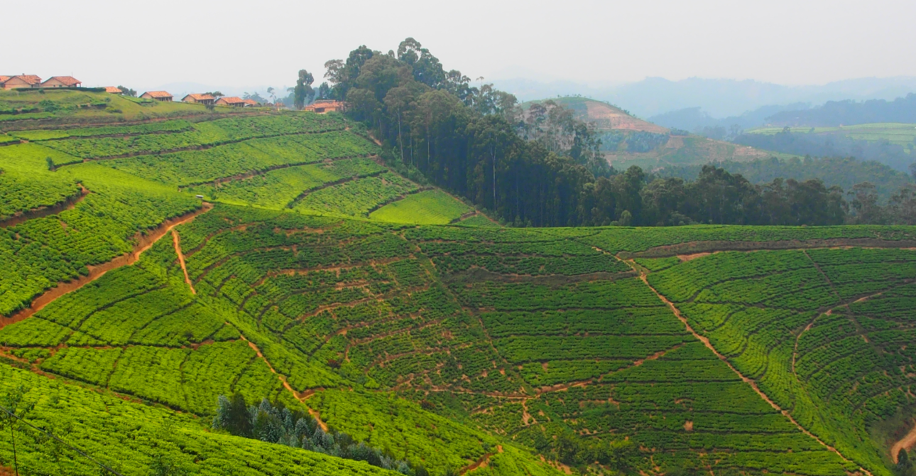 4-Day Volcano Adventure Expedition: Rwanda Gorillas and Bisoke Hike