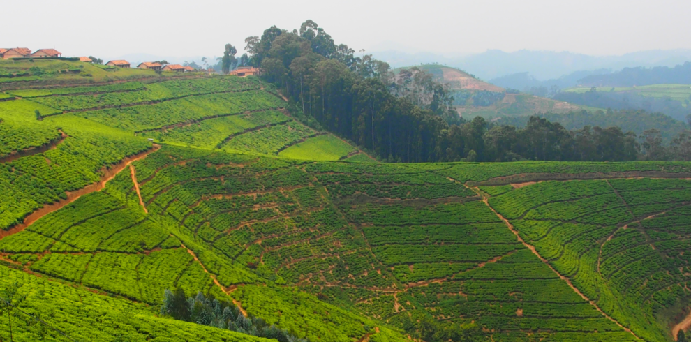 top view of green hills, in Rwanda, Volcanoes National Park