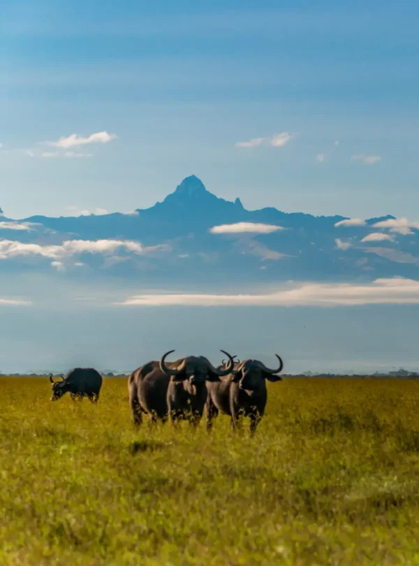 A picture of animals in the game park in Maasai Mara, Kenya