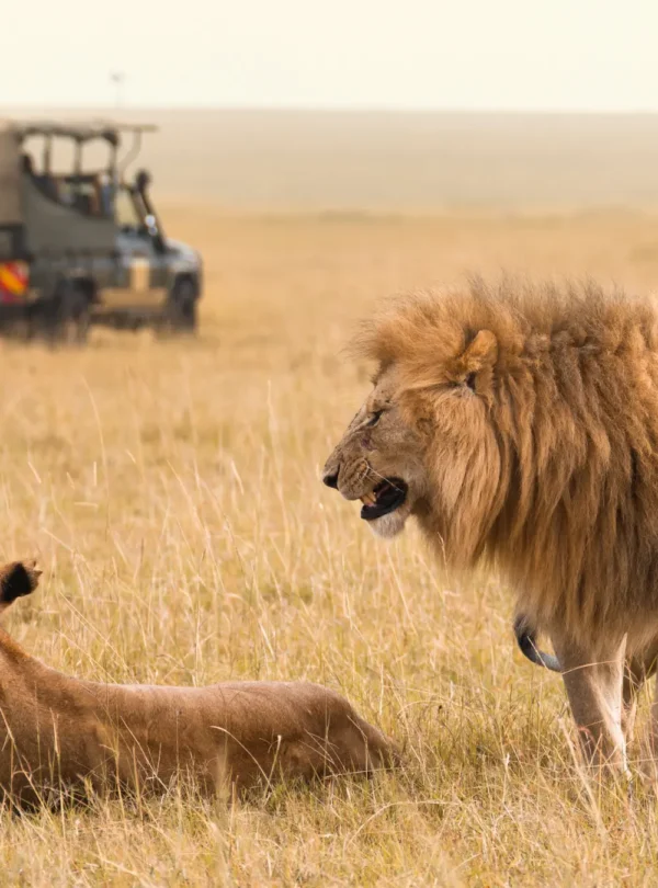 A picture of lions in the game park in Serengeti National Park, Tanzania