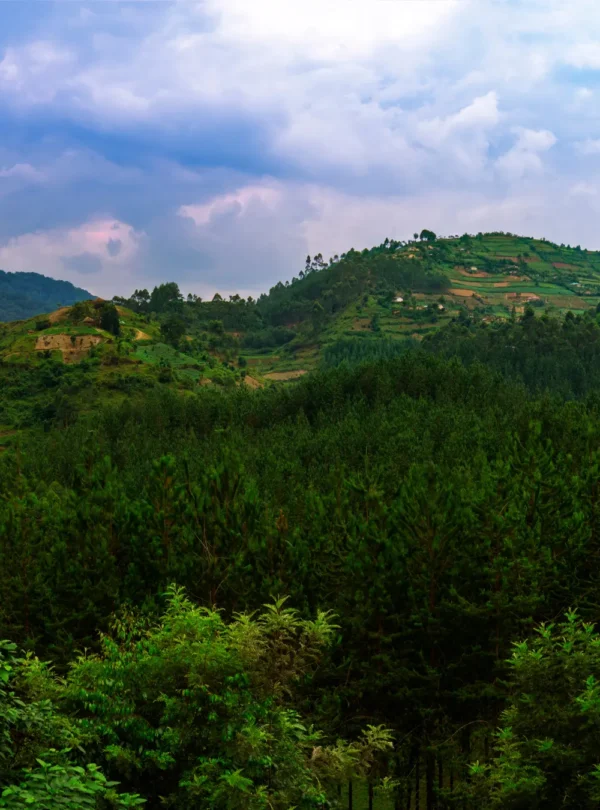 A picture of Bwindi Impenetrable Forest in Uganda