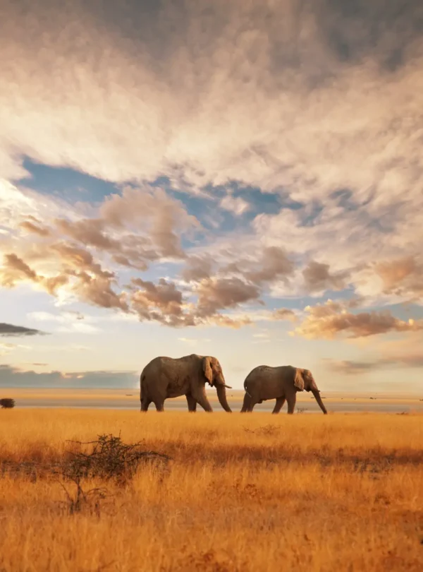 A picture of elephants in the savannah of Maasai Mara National Park