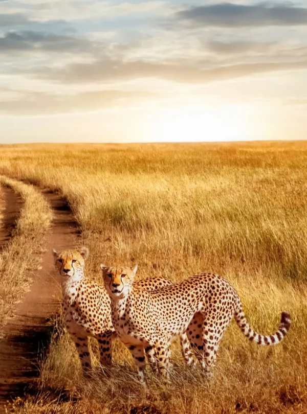 A picture of cheetahs in the savannah of Serengeti National Park in Tanzania